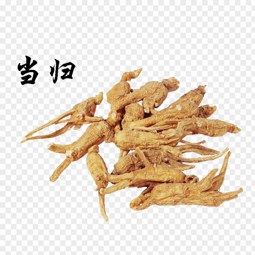 Chinese Angelica Female Ginseng China Dahurica Herbology Traditional Medicine PNG