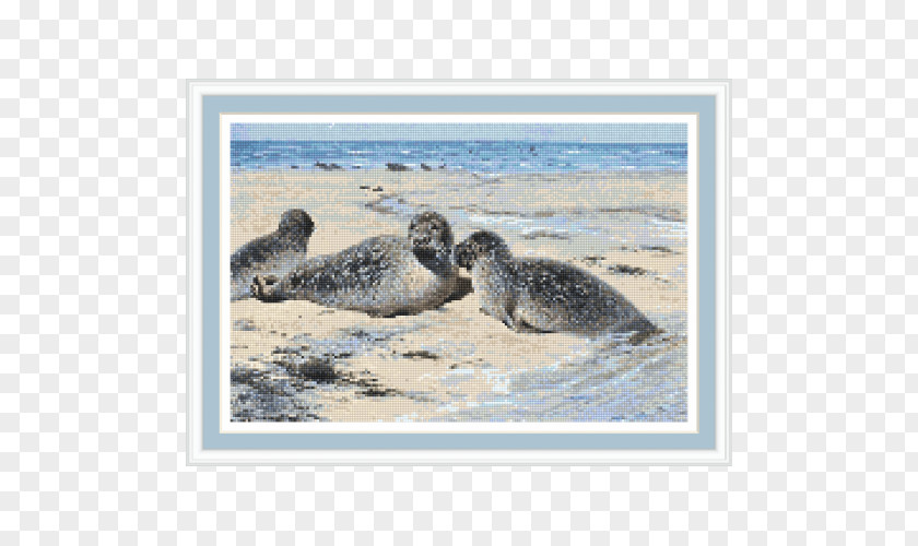 Harbor Seal Sea Lion Company Lithography Germany PNG