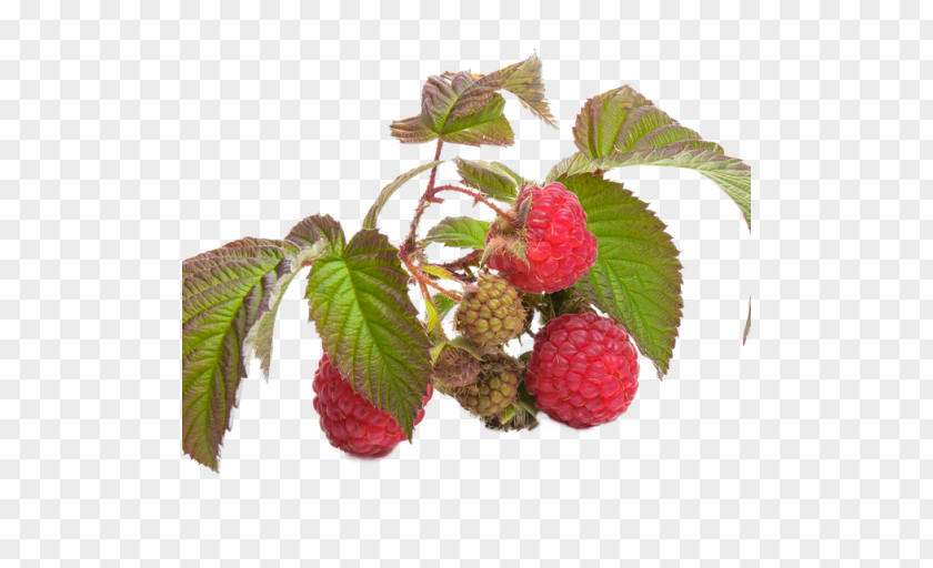 Raspberries Raspberry Health Tea Food PNG