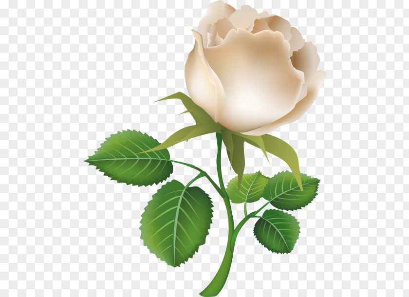 Rose Clip Art PNG