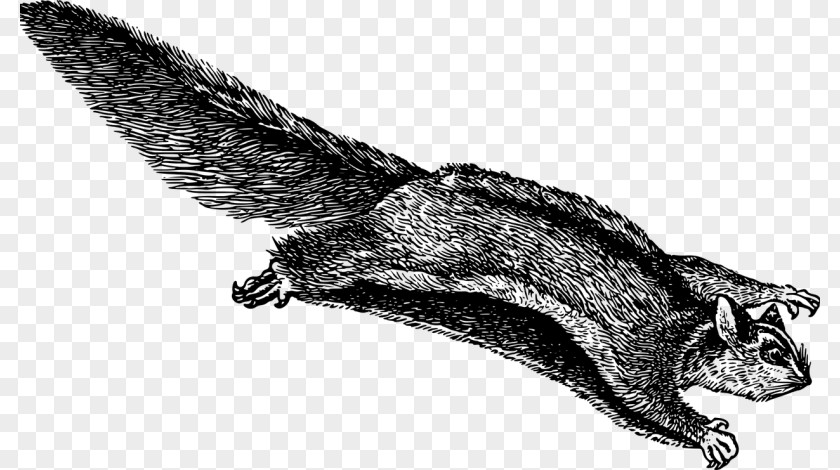 Squirrel Drawing Flying Rodent Tree Clip Art PNG