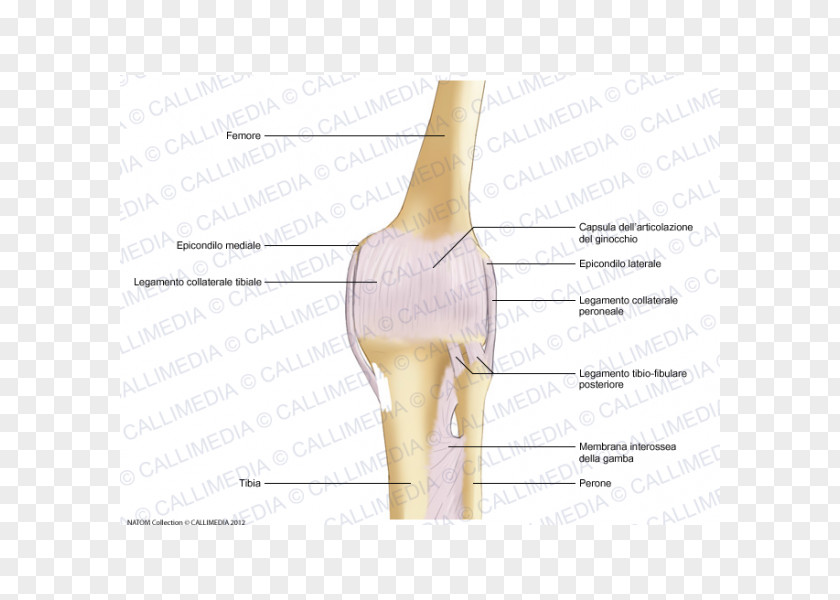 Thumb Knee Human Leg Joint Capsule PNG leg capsule, others clipart PNG