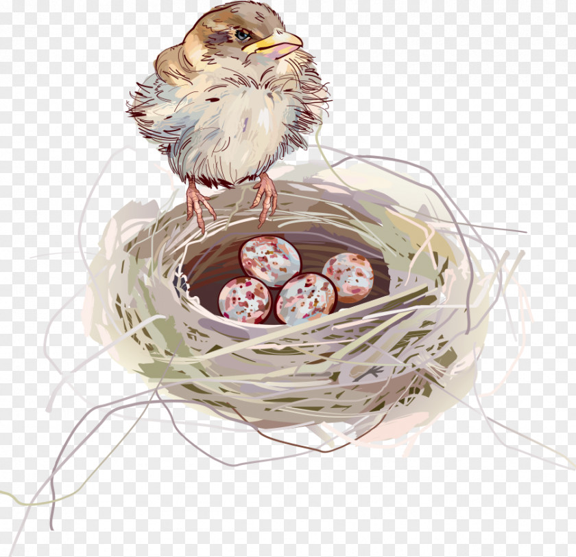 Vector Bird Nest Edible Birds Swallow PNG