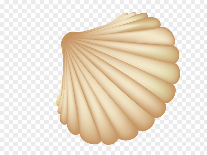 Beautiful Seashells Vector Seashell Computer File PNG