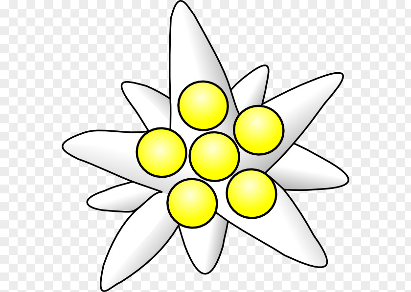 Edelweiss Clipart Clip Art PNG