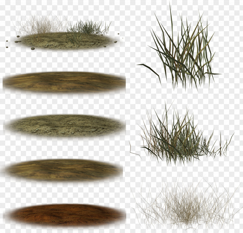 Grass Slideboom Grasses Plant Clip Art PNG