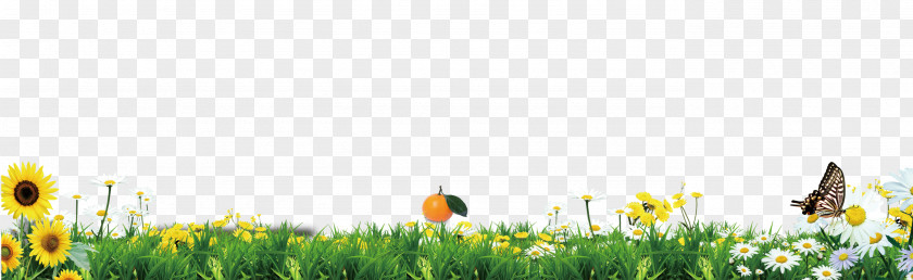 Green Grass Borders Texture PNG