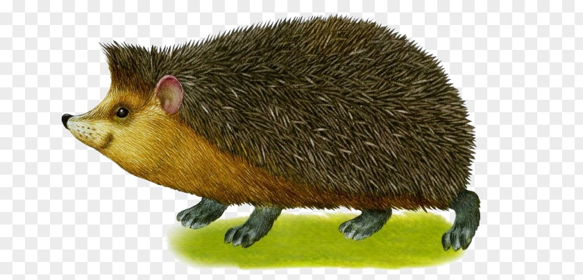 Hedgehog Common Opossum Domesticated Animal Computer Mouse PNG