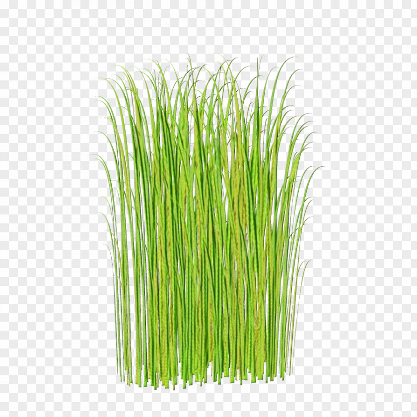 Herb Vegetable Green Grass Background PNG