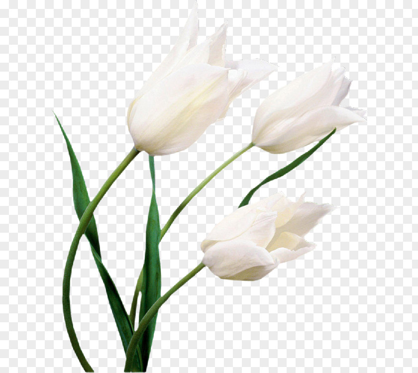 Lily Flowers Tulip Flower White Desktop Wallpaper Lilium PNG