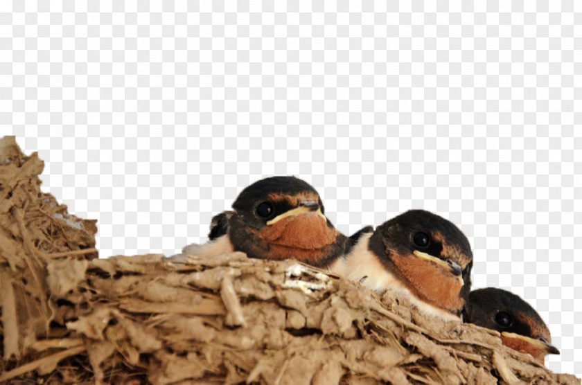 Nest Of Chicks Edible Birds Hirundininae PNG