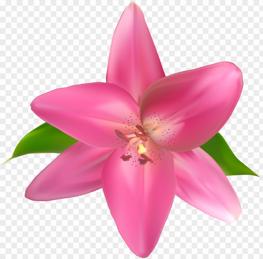 Pink Flower Clip Art Image Petal PNG