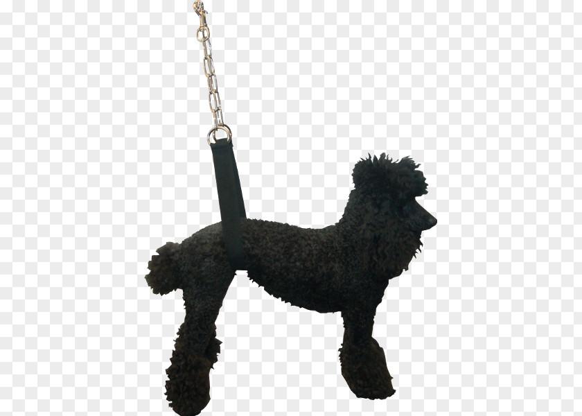 Yellow Strap Standard Poodle Spanish Water Dog Portuguese Barbet Affenpinscher PNG