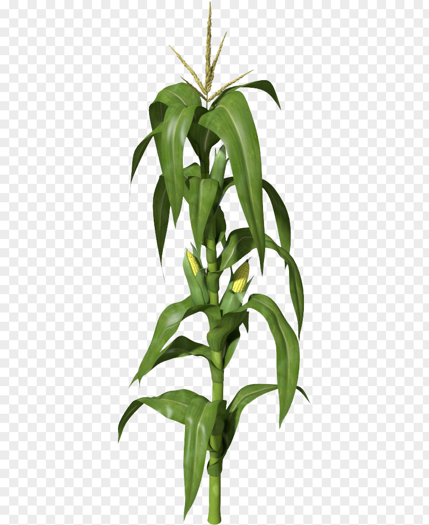 Calamus Sweet Flag Plant Clip Art Transparency Corn Image PNG