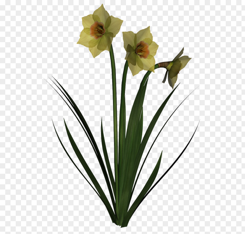 Canna Fleur Amaryllis Jersey Lily Cut Flowers Flowerpot Narcissus PNG