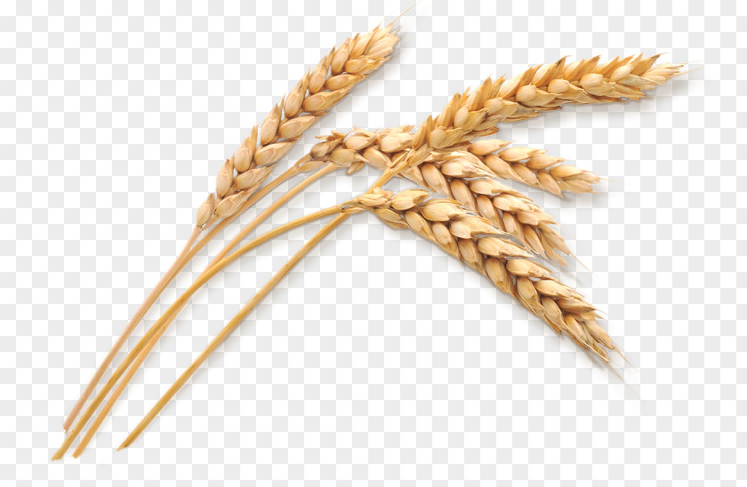 Korn Silo Wheat Oat Cereal Ear PNG