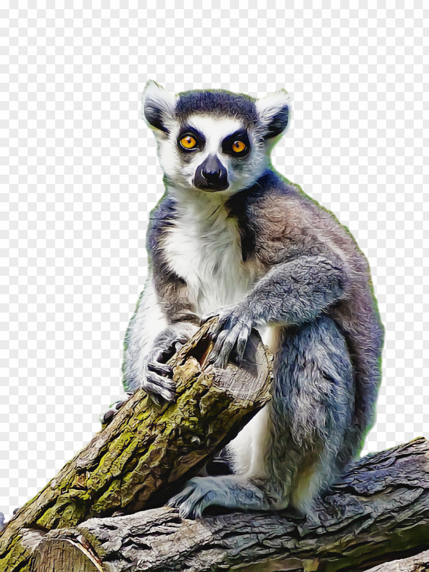 Lemurs Snout Biology Science PNG