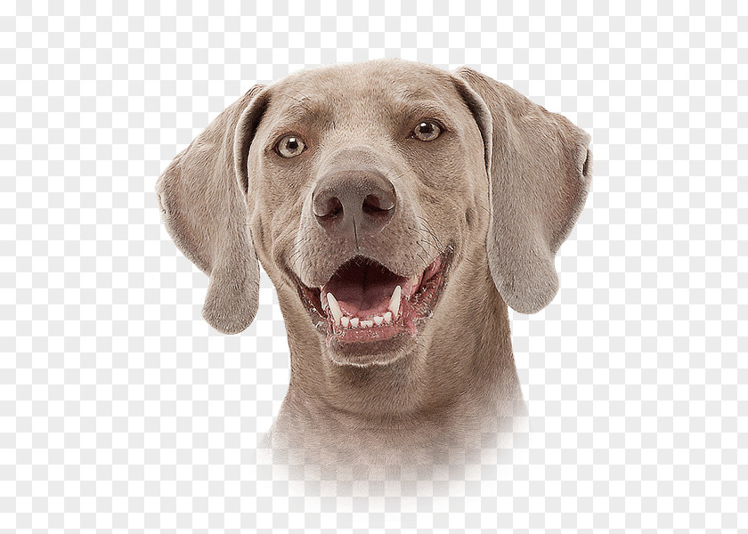 Super Dog Weimaraner Breed Companion Pointing Snout PNG