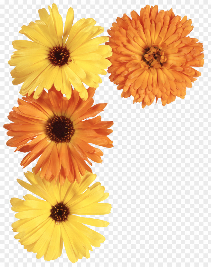 Yellow Flowers Flower Pot Marigold Daisy Family PNG