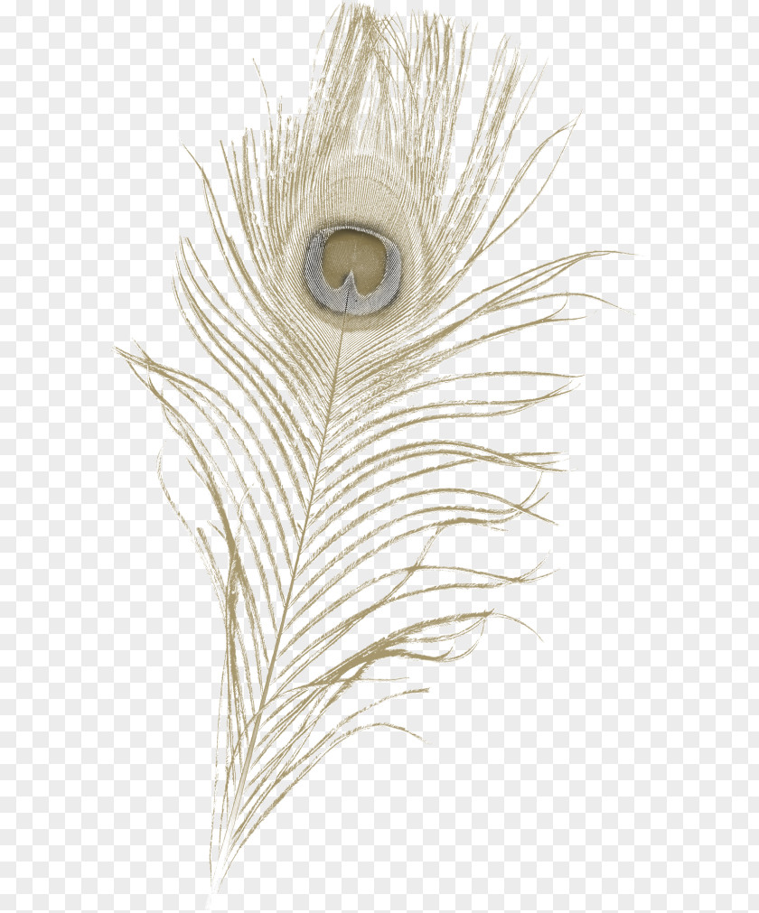 Feather Asiatic Peafowl Tail PNG