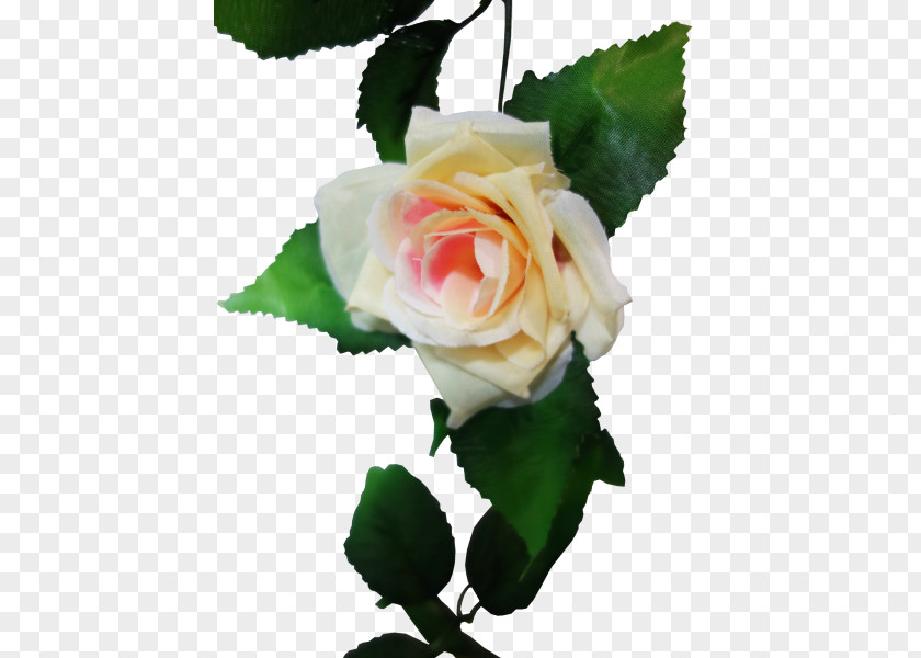 Flower Garland Garden Roses Centifolia Cut Flowers Rosaceae PNG