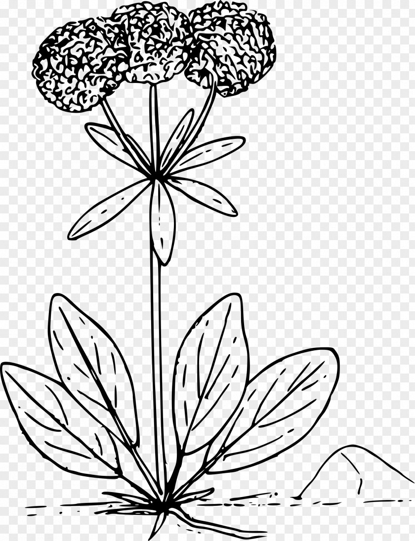 Flower Wildflower Clip Art PNG