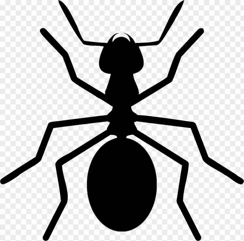Insect Ant Colony Arthropod Clip Art PNG