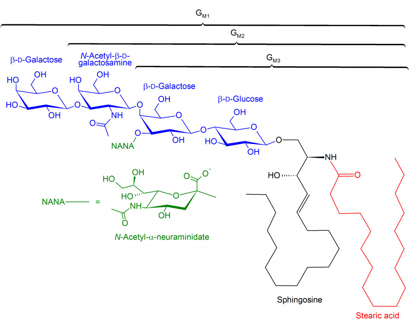 1 2 3 Ganglioside GM1 GM2 GM3 Gangliosidosis PNG