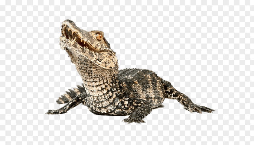 Alligator Nile Crocodile Cuvier's Dwarf Caiman PNG