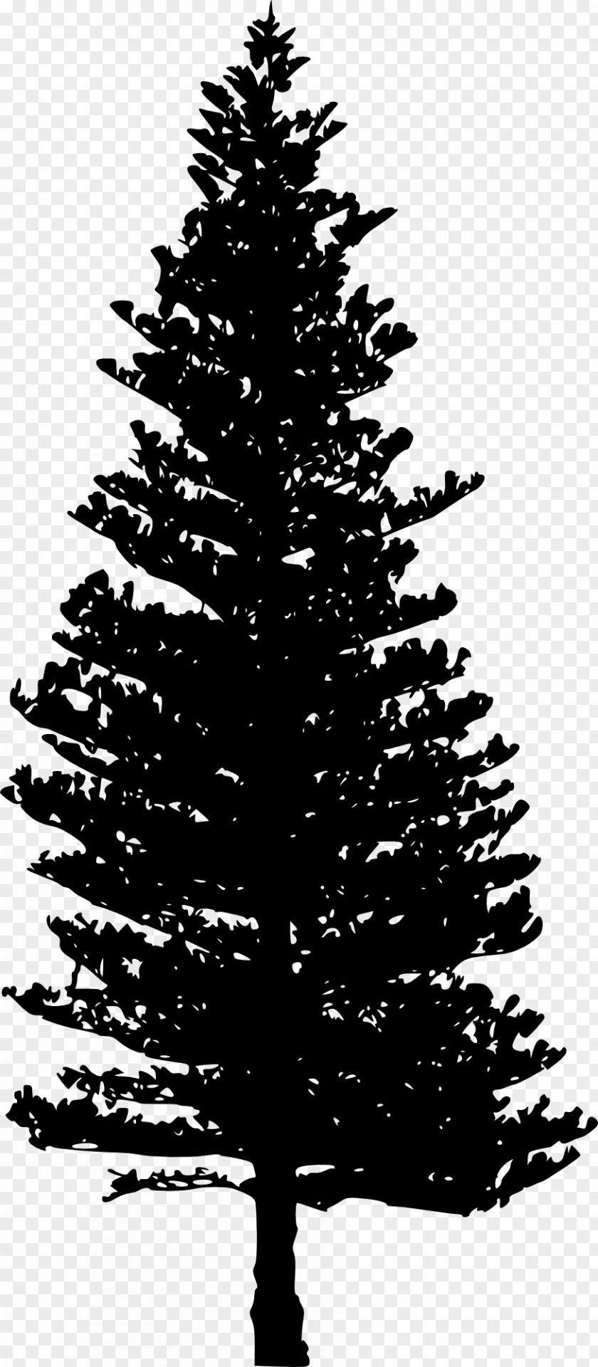 Black And White Tsuga Heterophylla Pine Tree Clip Art PNG