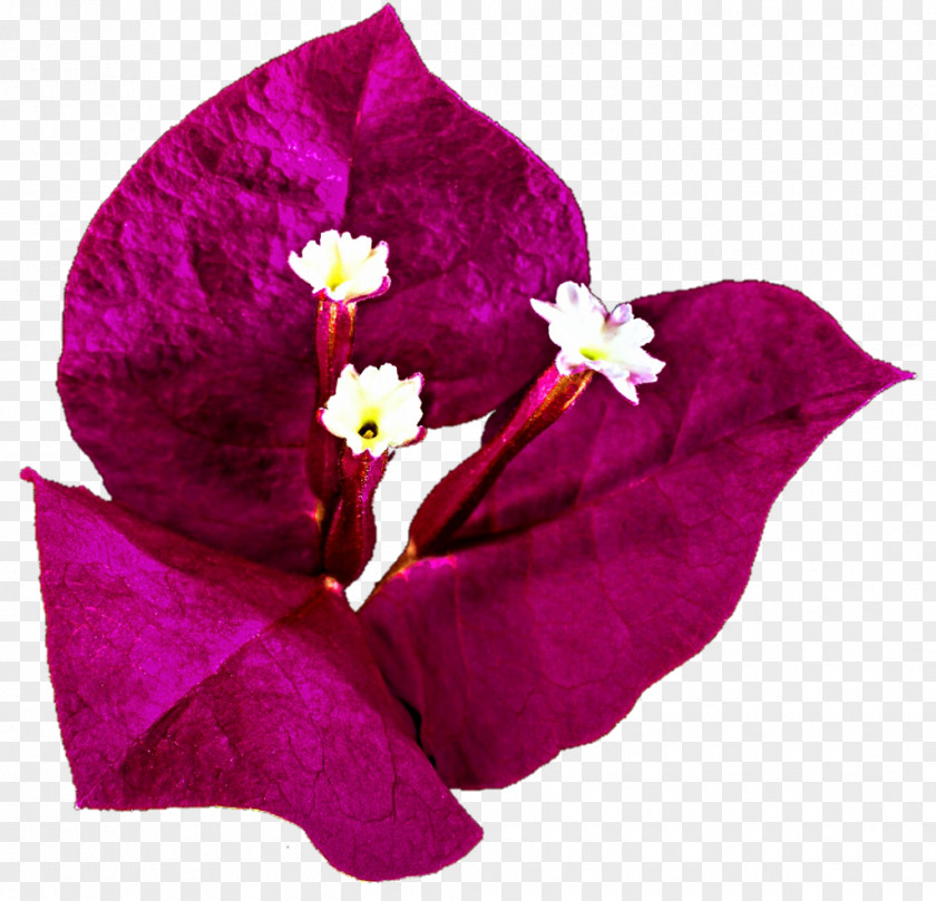 Bougainvillea Bougainville Island Drawing Clip Art PNG