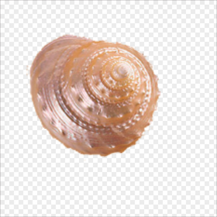 Conch Cockle Seashell Helix PNG