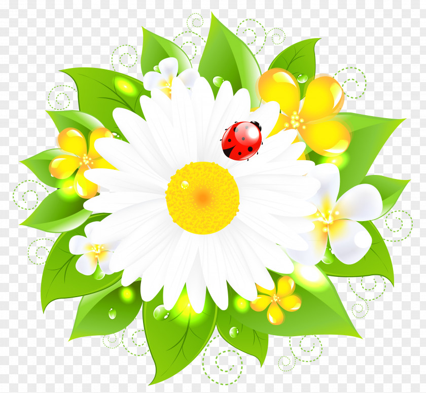 Daisy Decor Picture Flower Stock Photography Clip Art PNG