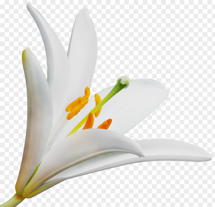 Daylily Amaryllis Belladonna White Lily Flower PNG