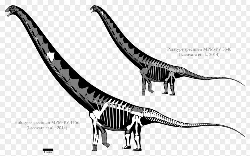 Dinosaur Velociraptor Futalognkosaurus Dreadnoughtus Carcharodontosaurus Mamenchisaurus PNG