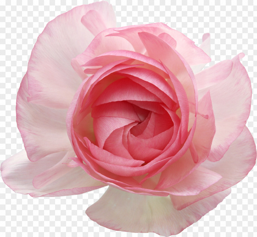 Flower Still Life: Pink Roses Clip Art PNG