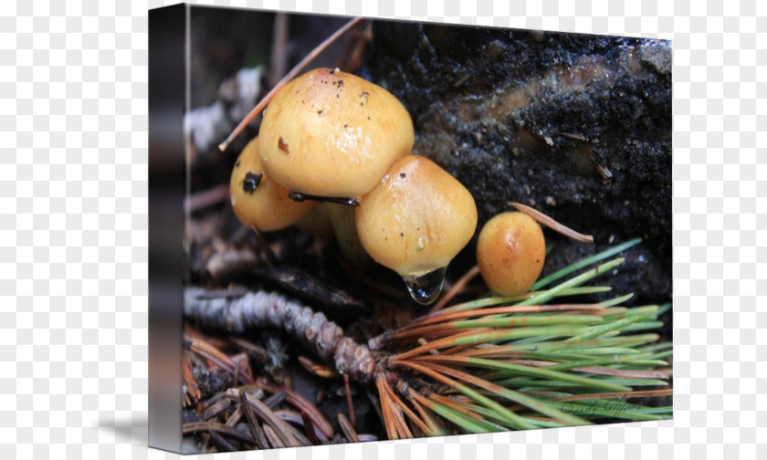 Mushroom Fungus PNG