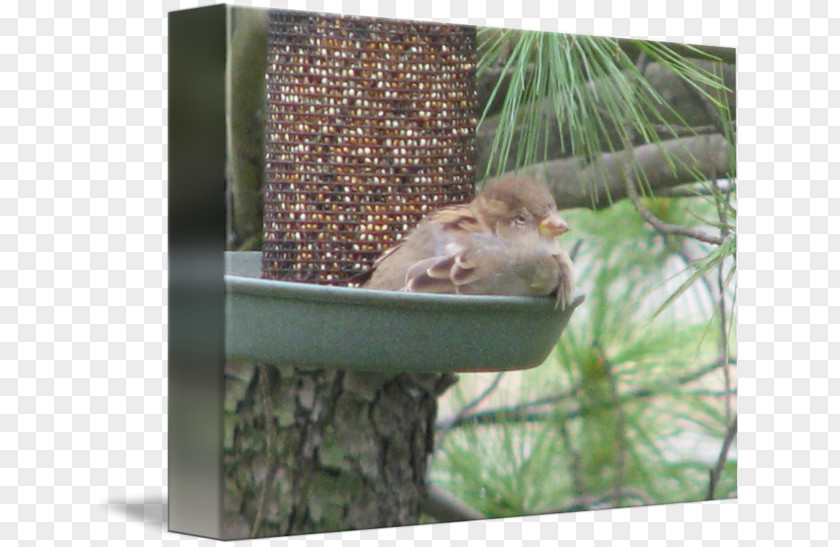 Squirrel Chipmunk Ecosystem Fauna Bird Feeders PNG