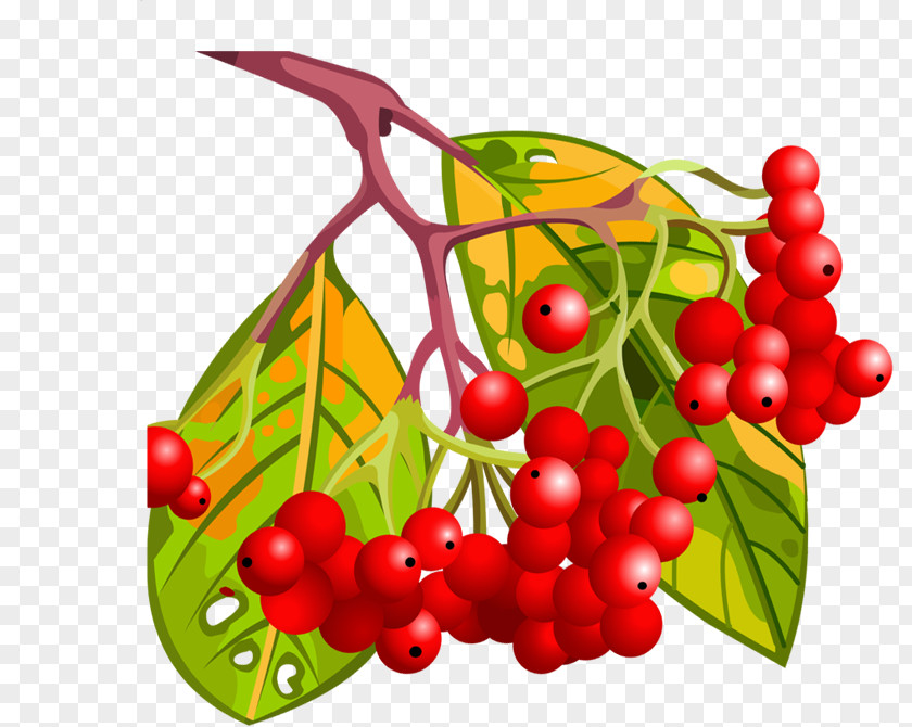 Autumn Bright Red Fruit Berry Cartoon PNG