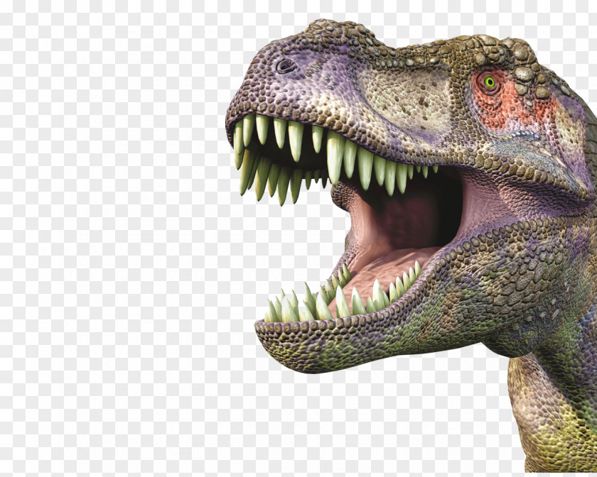 Dinosaur Tyrannosaurus Triceratops Incroyable T. Rex: Avec Une Maquette De Rex En 3D Stegosaurus PNG