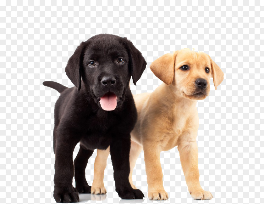 Dogs Labrador Retriever Golden Puppy Dog Breed PNG