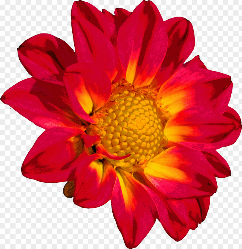 Flower Chrysanthemum Color Clip Art PNG