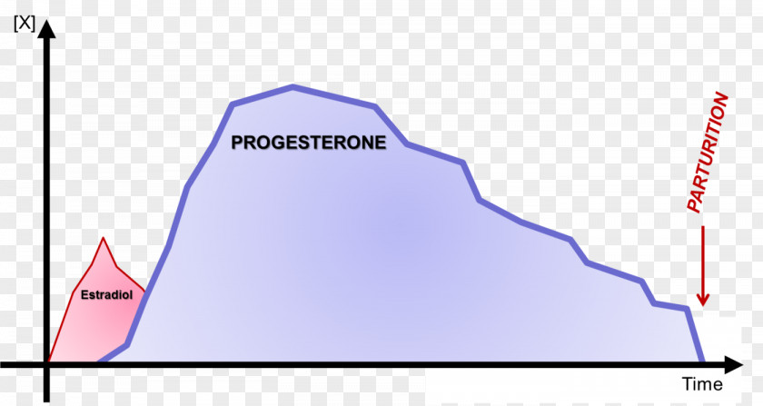 Bitch Estradiol Progesterone Fertility Estrogen Ovulation PNG