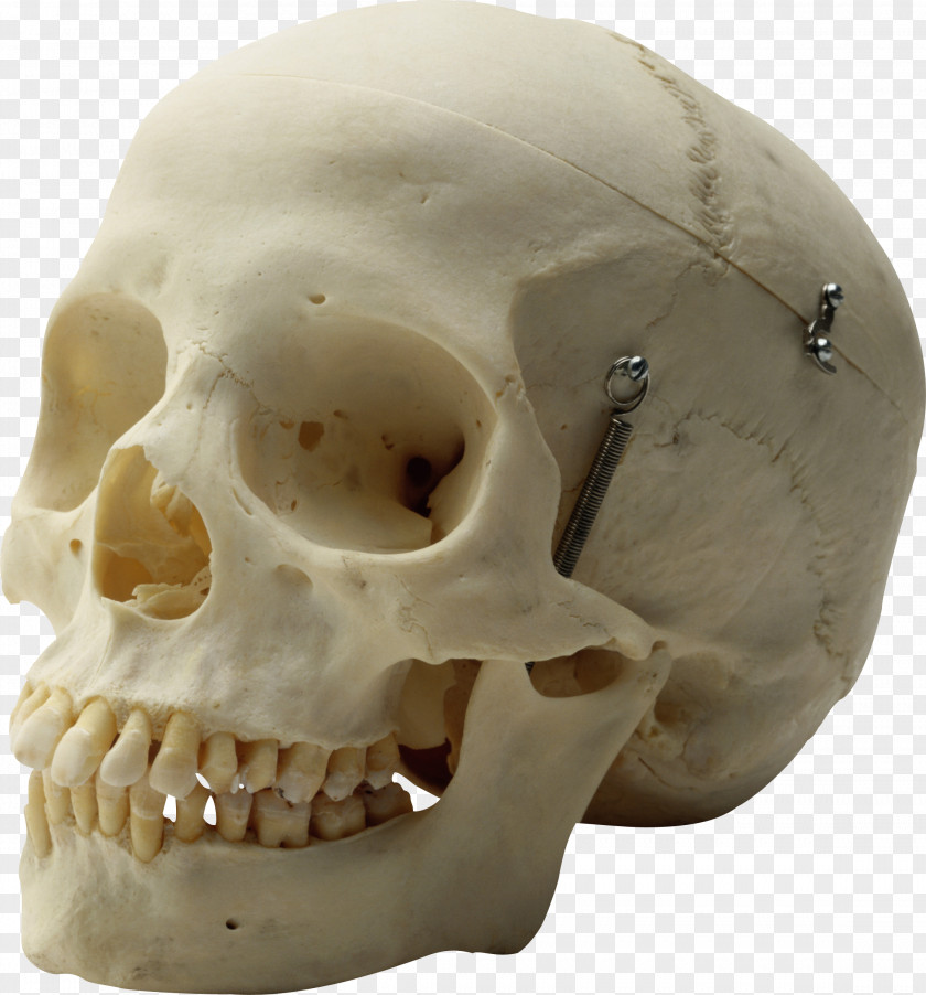 Calavera Human Skull Homo Sapiens Skeleton Head PNG