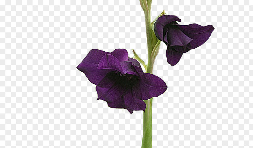 Courage Codonopsis Lanceolata Gladiolus Cut Flowers Plant Stem PNG