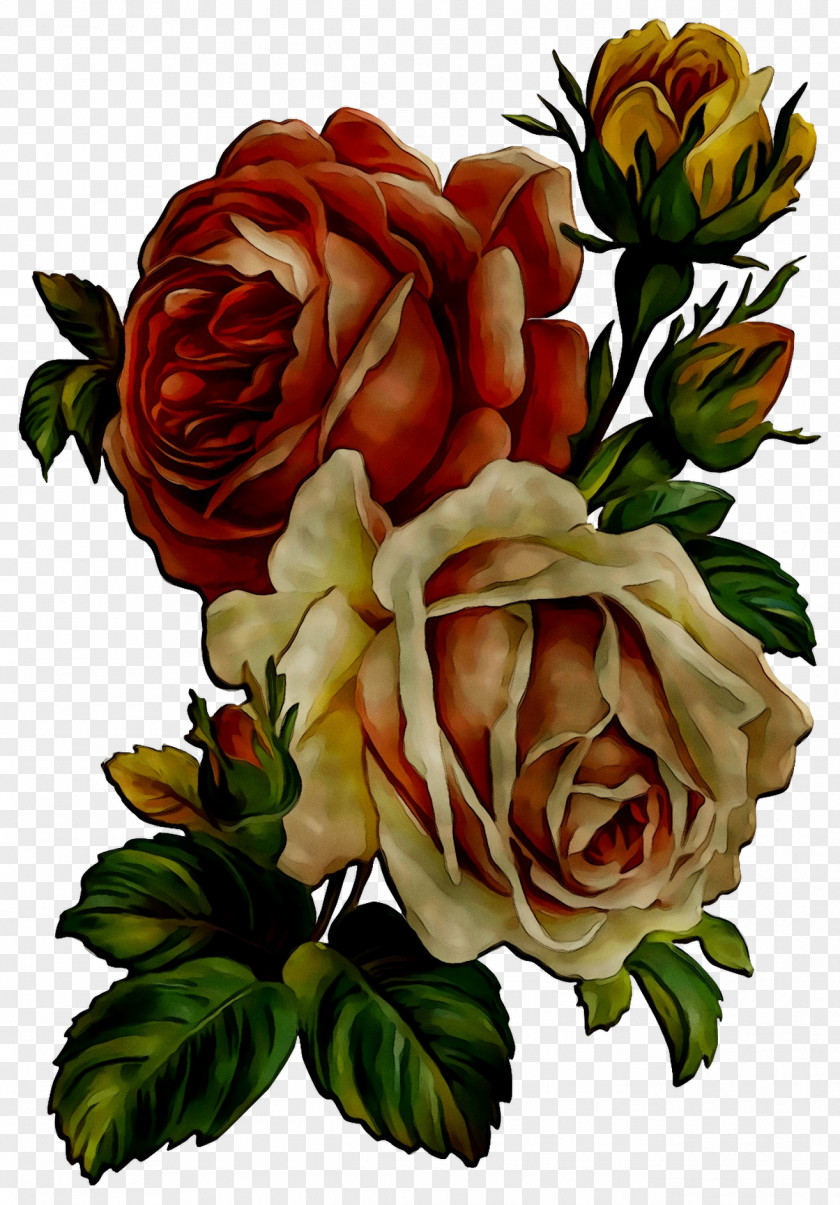 Garden Roses Cabbage Rose Floribunda Floral Design Flower PNG