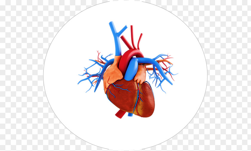 Heart Stock Photography Anatomy PNG