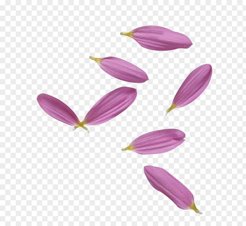 Purple Petal Clip Art PNG
