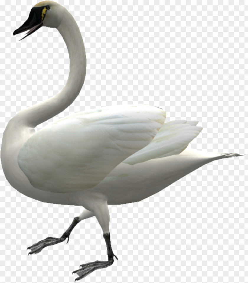 Walking Swan Cygnini Domestic Goose Duck PNG