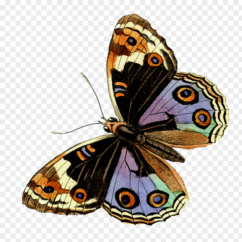 Butterfly Helicopis Clip Art PNG